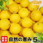 画像3: 愛媛県産 媛小春（ひめこはる） 自然の恵み(訳あり・傷あり）5kg (3)