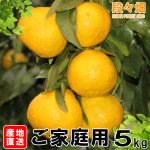 画像5: 愛媛県産 媛小春（ひめこはる） ご家庭用５kg (5)