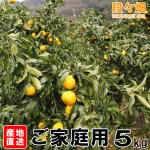 画像6: 愛媛県産 媛小春（ひめこはる） ご家庭用５kg (6)