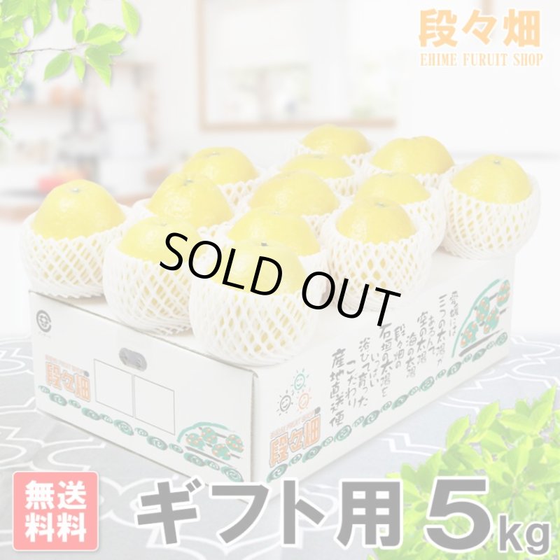 画像1: 愛媛県産 ジューシーオレンジ ギフト用 5kg (1)