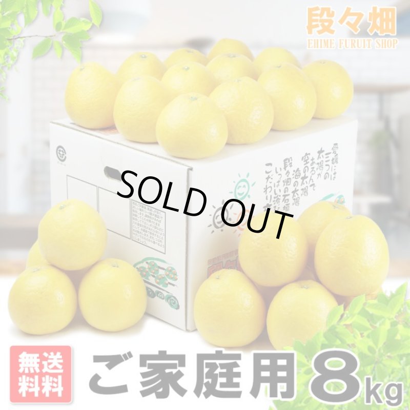 画像1: 愛媛県産 ジューシーオレンジ　ご家庭用8kg (1)