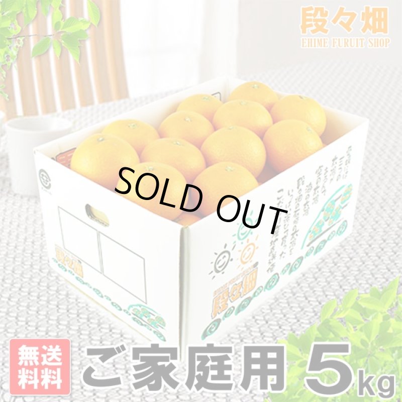 画像1: 愛媛県産 清見（きよみ） ご家庭用5kg (1)