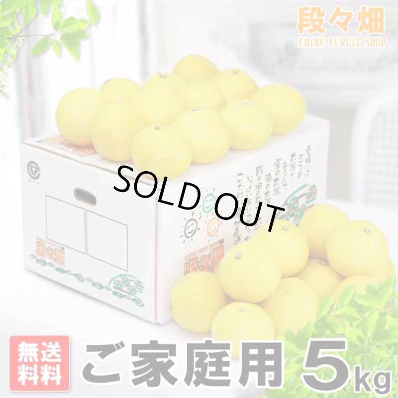 画像1: 愛媛県産 ニューサマーオレンジ ご家庭用5kg (1)