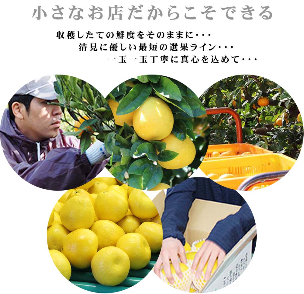 愛媛県産 ジューシーオレンジ（河内晩柑）