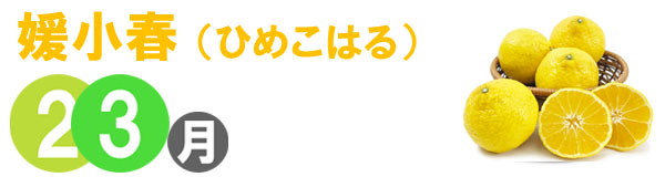 愛媛県産フルーツショップ段々畑 媛小春